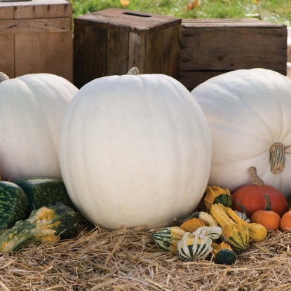 Picture of Pumpkin Polar Bear